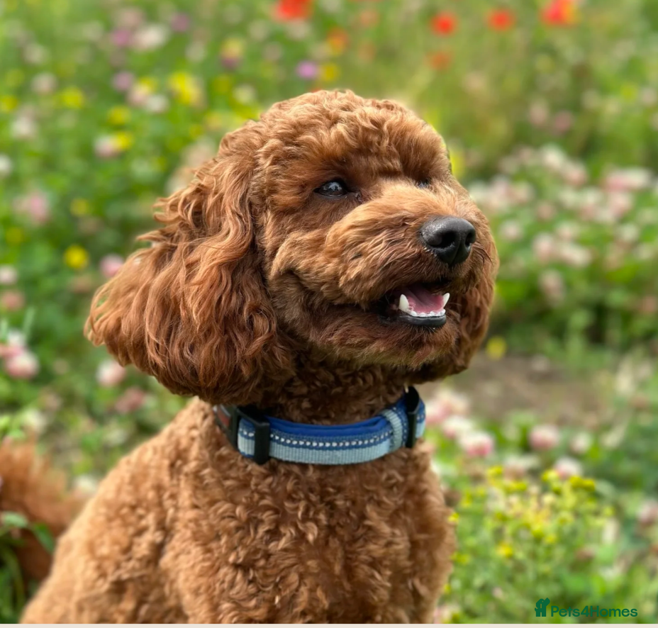 Miniature Poodle dogs Gorgeous Fox Red Miniature Poodles  - Advert 2