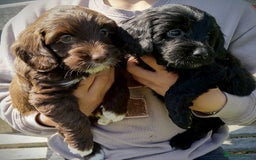 Labradoodle dogs for sale: Beautiful miniature labradoodle puppies - Image 7