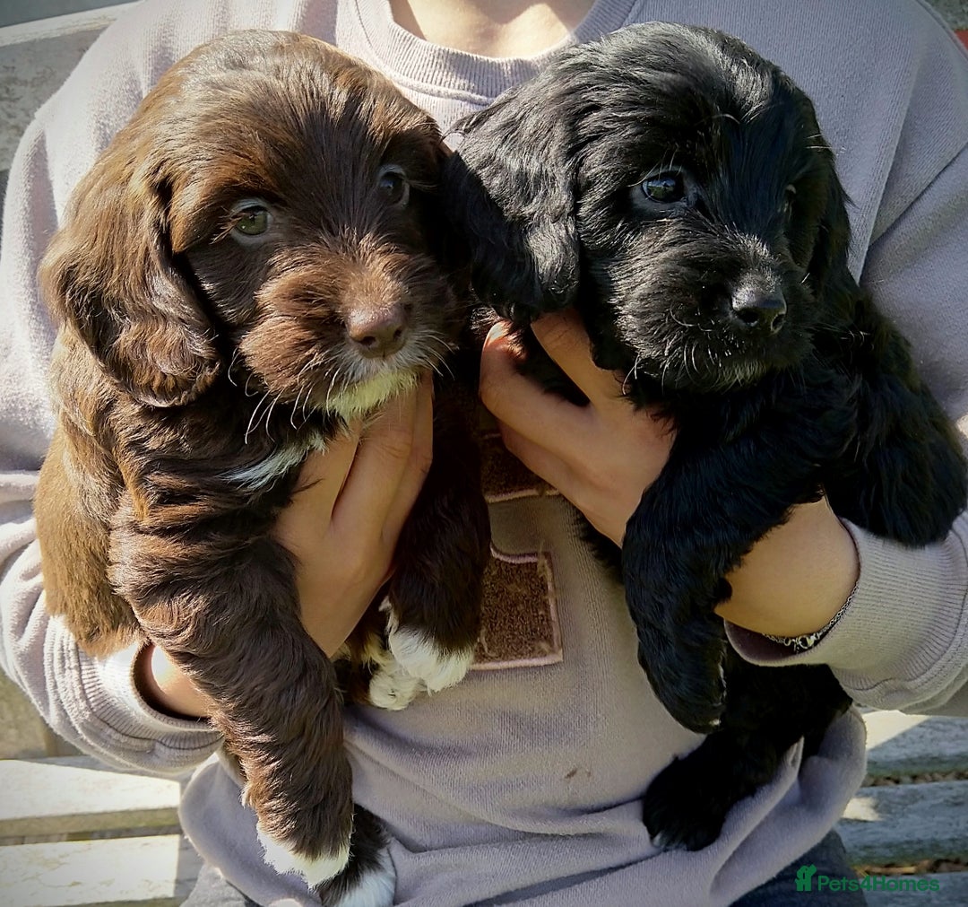 Labradoodle dogs for sale: Beautiful miniature labradoodle puppies - Image 7