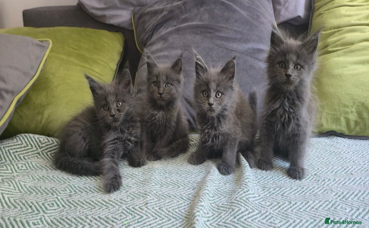 Maine Coon cats - Advert 13