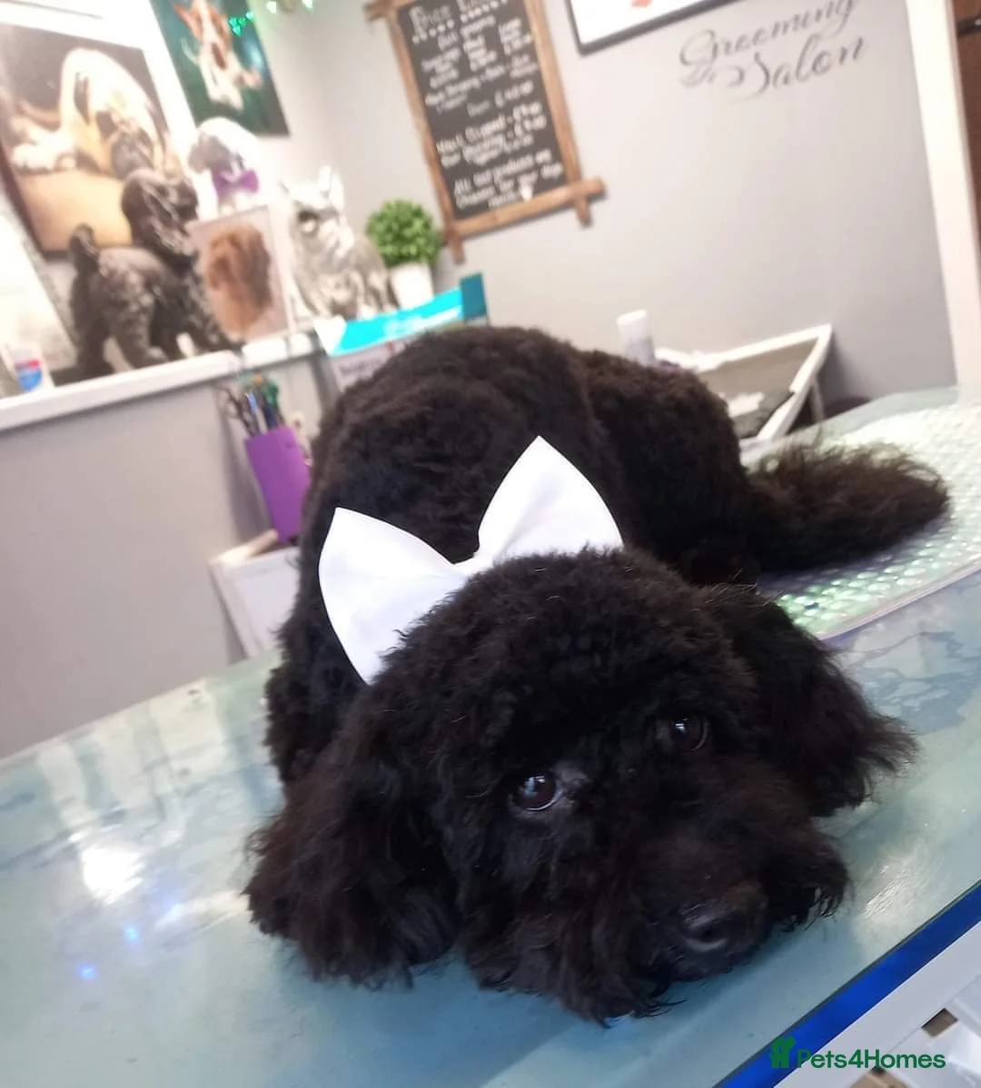 Toy Poodle dogs for stud: *STUD* Gorgeous KC Registered Toy Poodle in Manchester - Advert 4