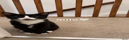 Mixed Breed cats for sale: beautiful tuxedo kittens for sale 🩶 - Advert 4