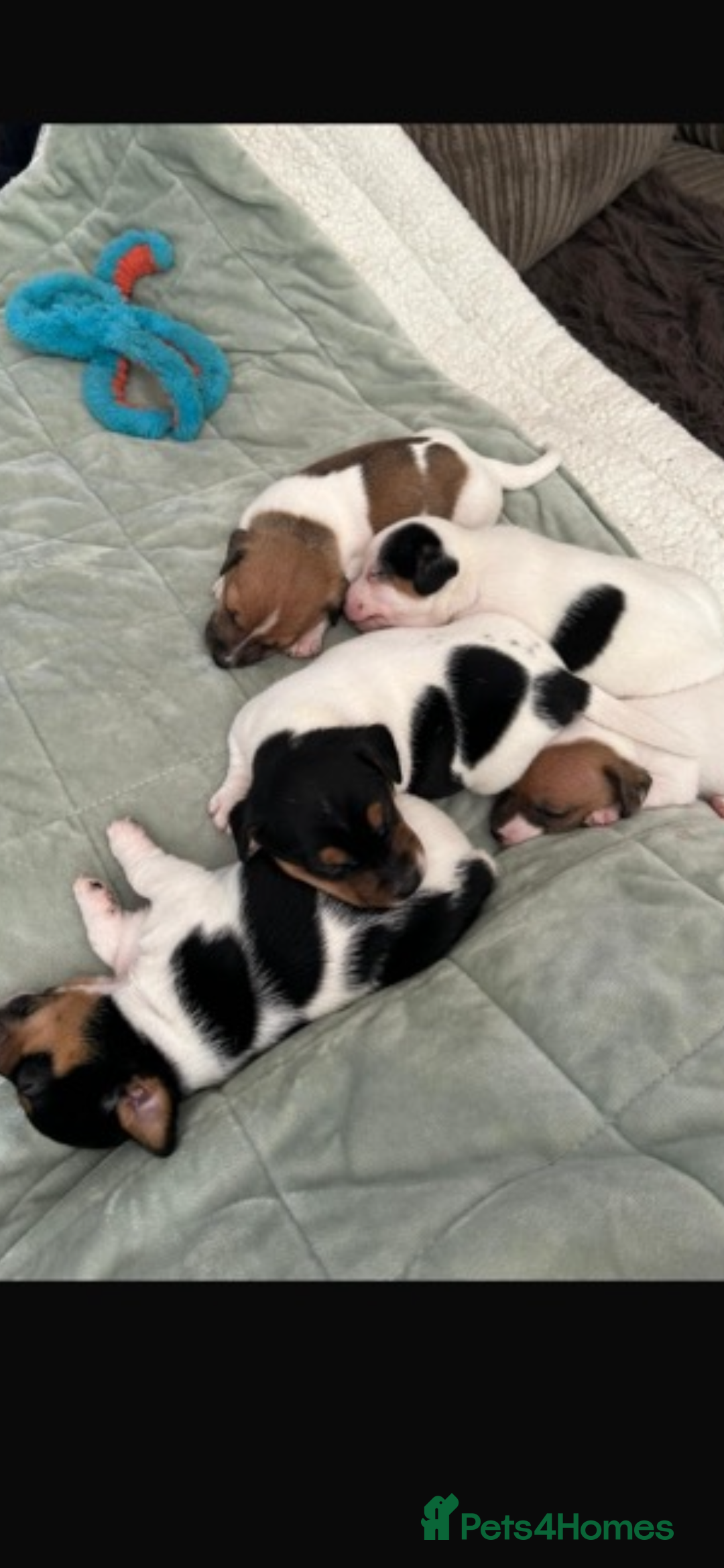 Jack Russell dogs for sale: Short legged Jack Russell puppies - Advert 2