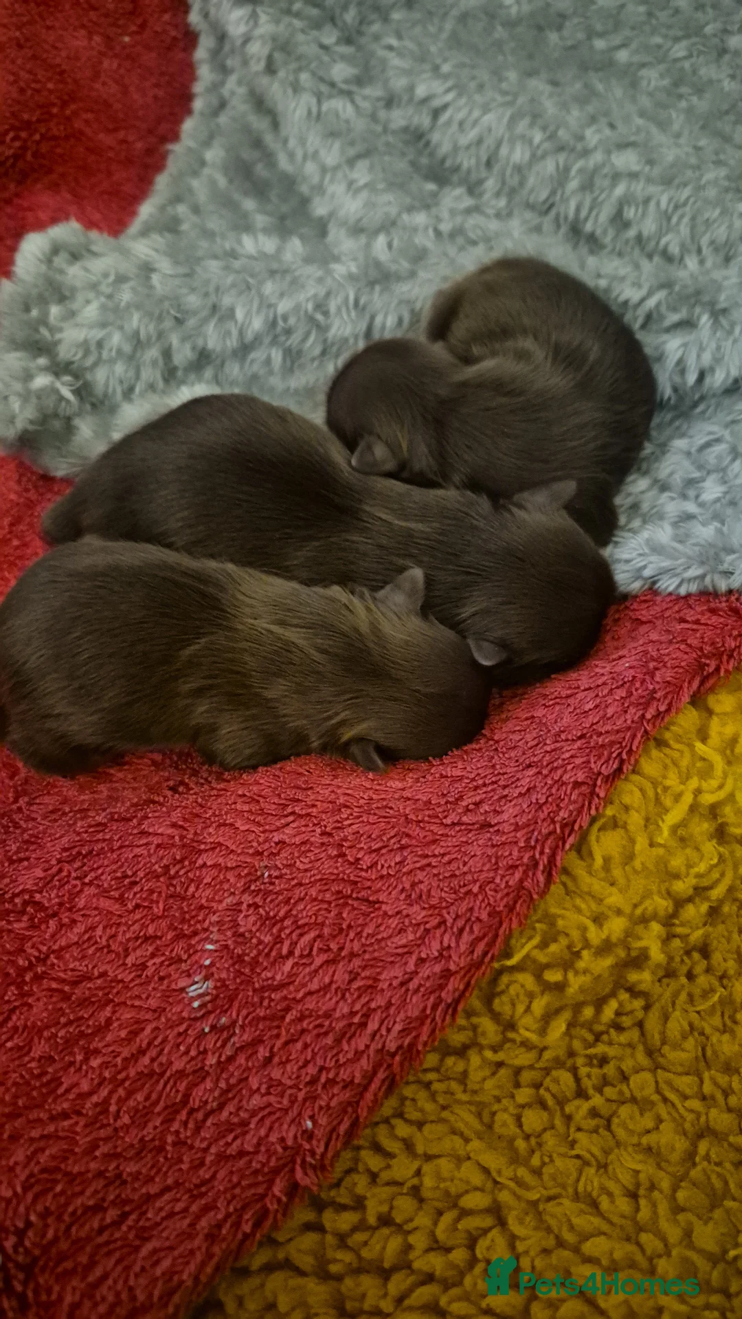 Shih Tzu dogs for sale: Shirebrook tzu pup - Advert 4