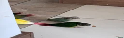 Conures birds for sale: Conure Hand Reared Babies Looking for new perches - Advert 7