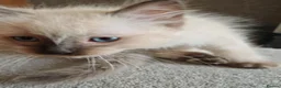 Ragdoll cats for sale: Kittens ready to new home  - Advert 23
