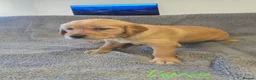 Golden Retriever dogs for sale: Puppies  - Advert 4