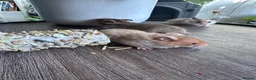 Hamster rodents for sale: Syrian hamster babies - Advert 5
