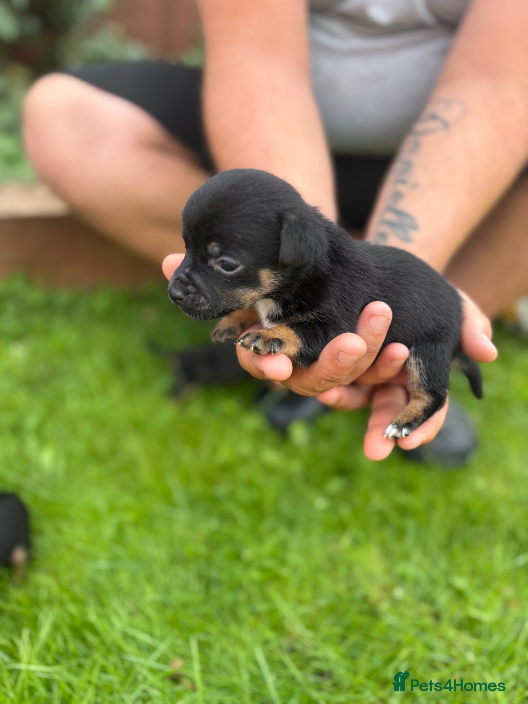 Jack Russell dogs for sale: 6 Beautiful tiny Jack Russell Puppies - Image 6
