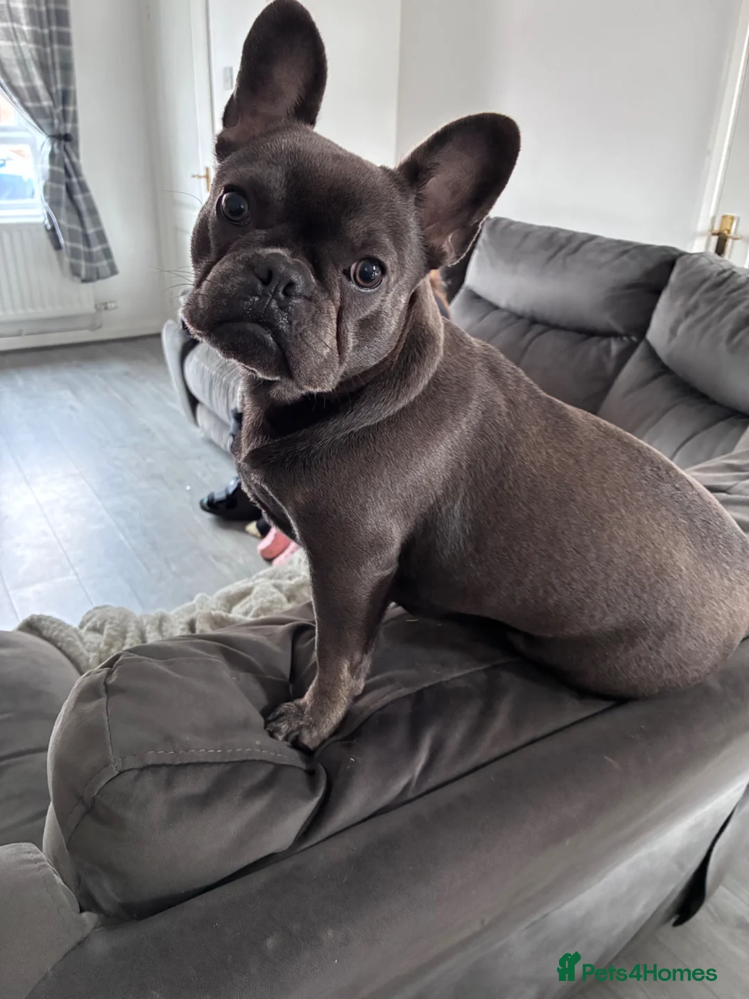 French Bulldog dogs for sale: french bulldog  in Washington - Advert 2