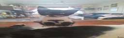 Mixed Breed cats for sale: 8wk old kittens  - Advert 6
