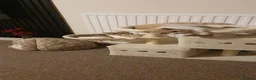 Maine Coon cats for sale: British shorthair and Maine coon kitten. (NO) - Advert 2
