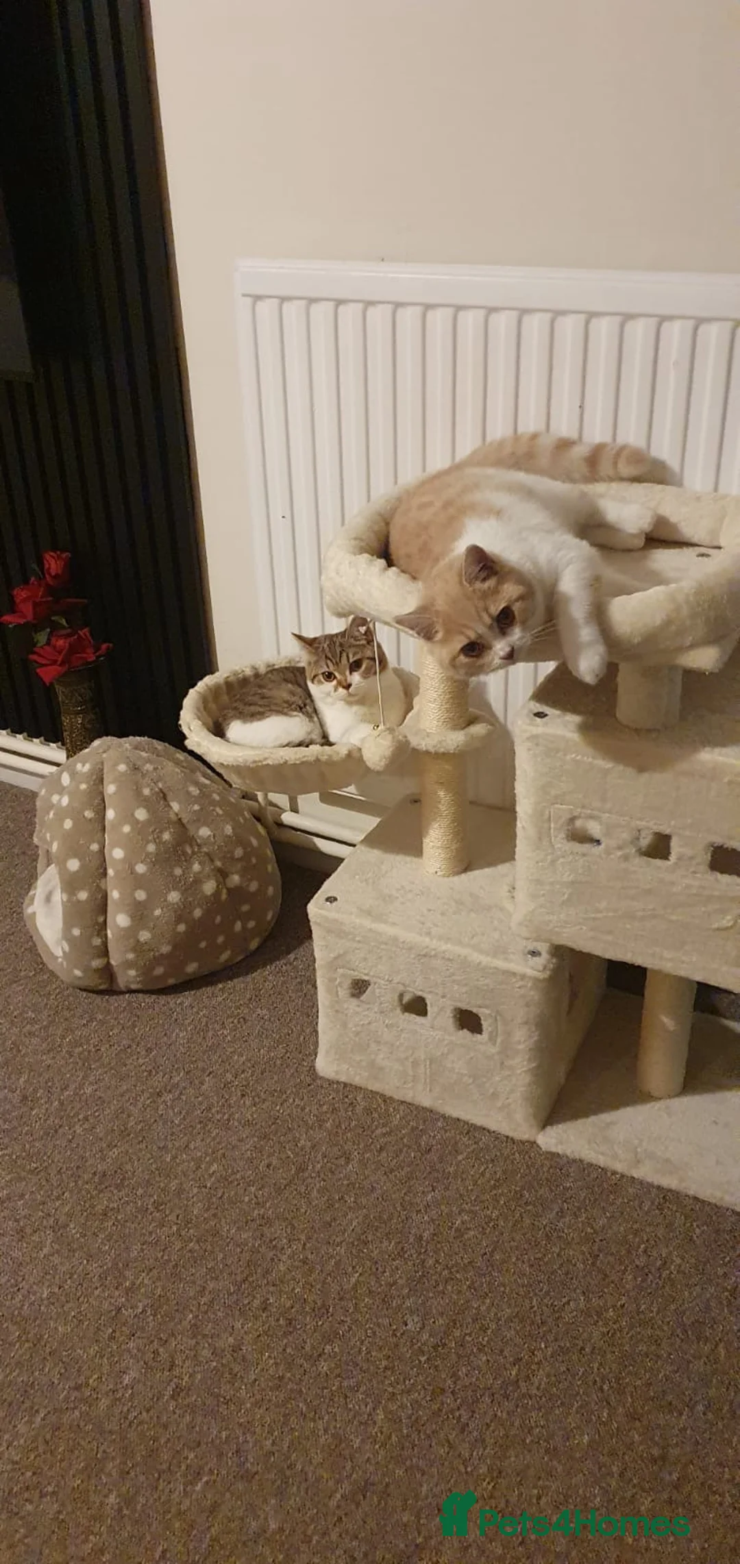 Maine Coon cats for sale: British shorthair and Maine coon kitten. (NO) - Advert 2