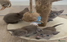 Mixed Breed cats for sale: Oriental X Siamese kittens  - Image 20