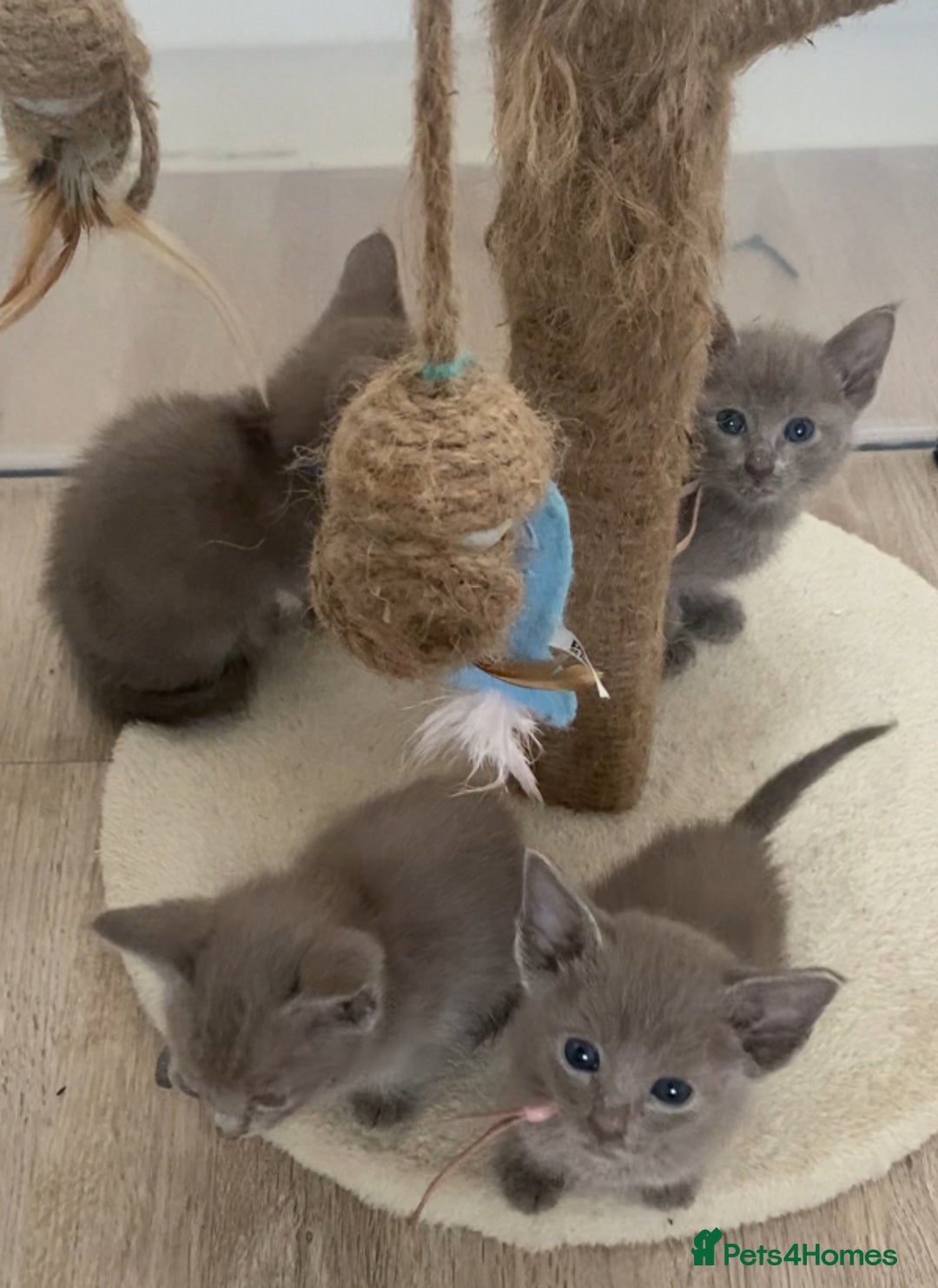 Mixed Breed cats for sale: Oriental X Siamese kittens  - Image 20