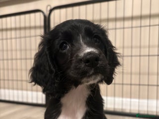 Sprocker dogs ⭐️Sprocker Girl remaining ⭐️ - Advert 2