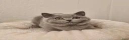 British Shorthair cats for sale: Beautiful Blue Male Kitten Neutered - Advert 14