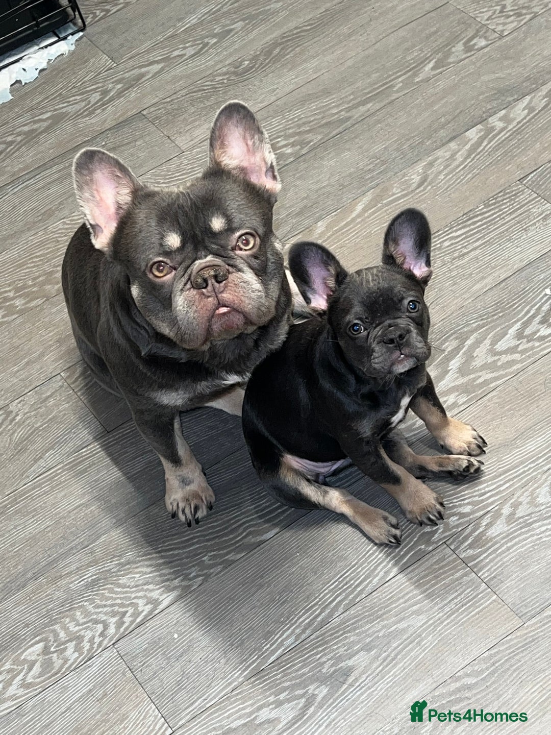 French Bulldog dogs for sale: Adorable 3-Year-Old Male & Female French Bulldog - Advert 27