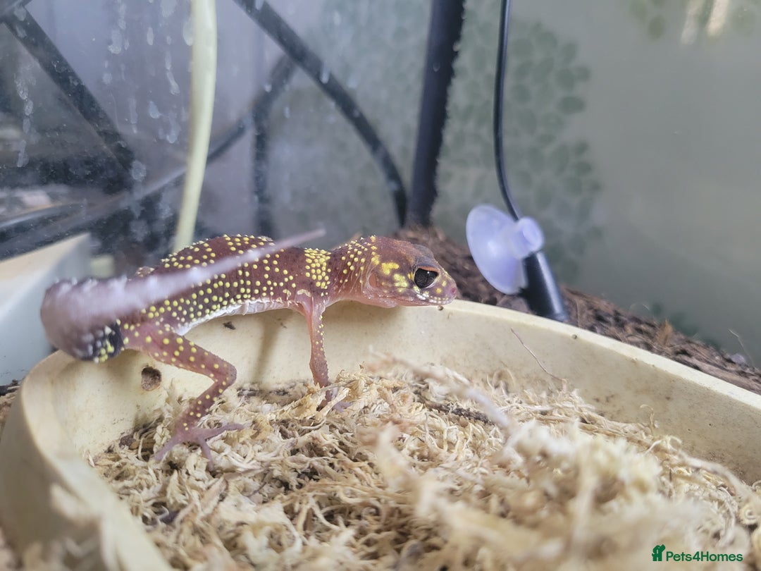 Gecko reptiles for sale: Underwoodisaurus milii - Advert 3