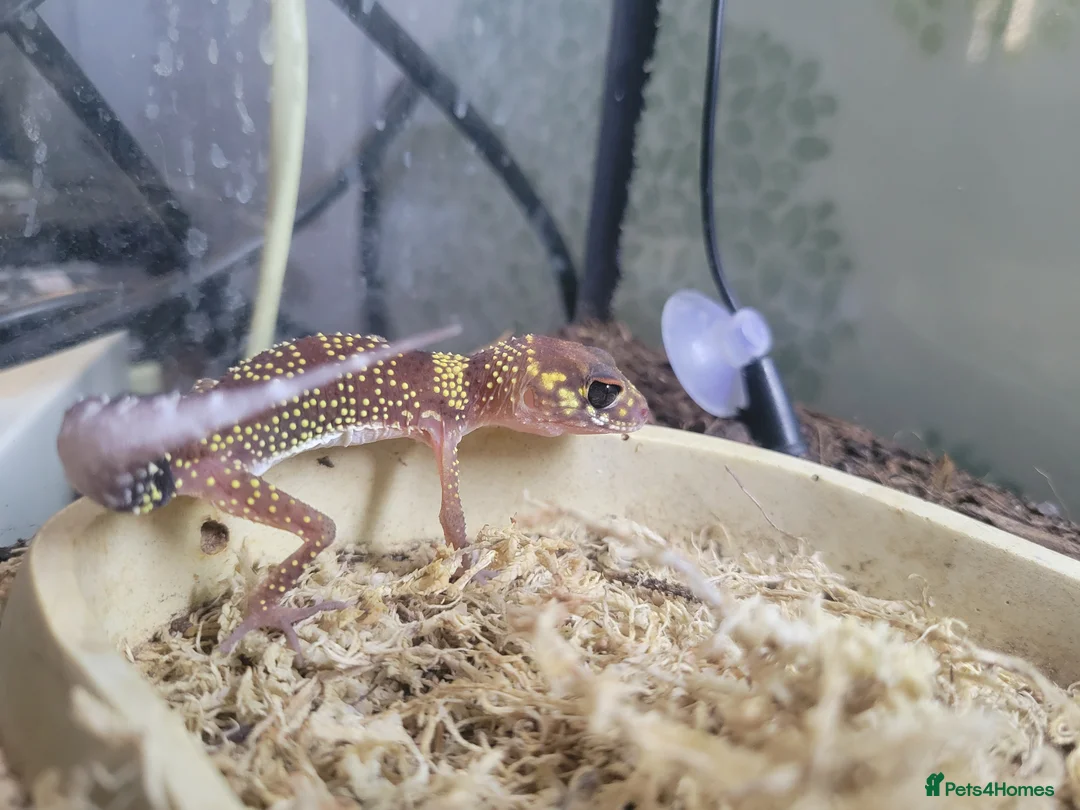 Gecko reptiles for sale: Underwoodisaurus milii - Advert 3