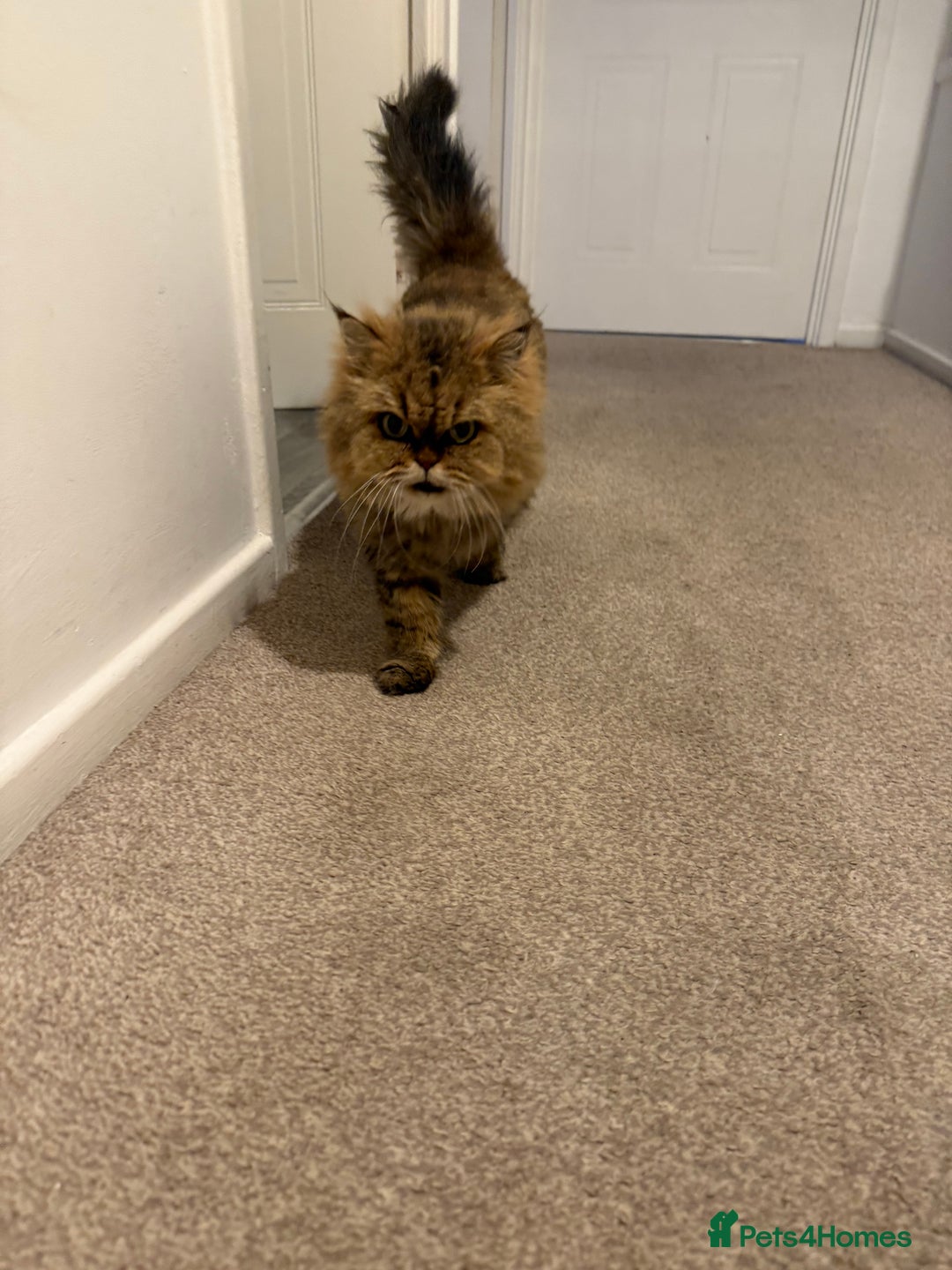 Mixed Breed cats for sale: Chinchilla x Persian female  - Image 9