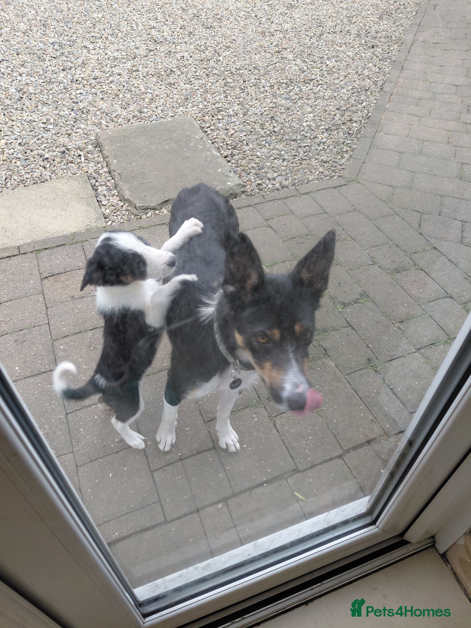 Mixed Breed dogs 2 girls 6 boys all doing great!  - Advert 6