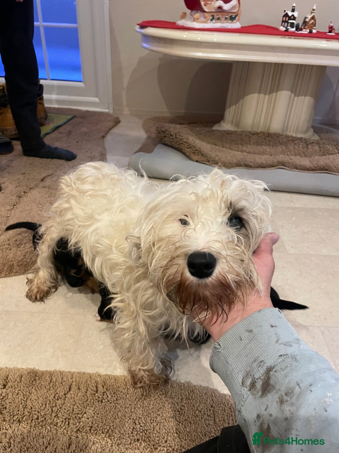 Mixed Breed dogs for sale: Sealyham terrier cross jack russel terrier  - Advert 21