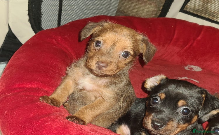 Chiweenie dogs - Advert 11
