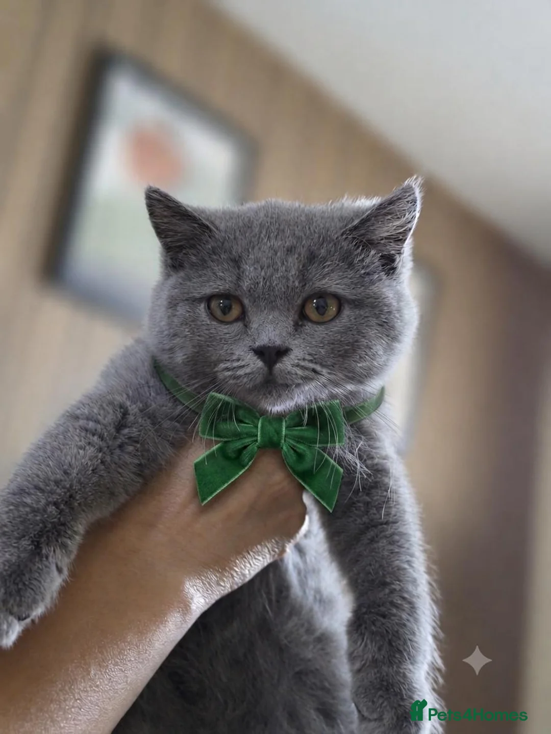 British Shorthair cats for sale: Beautiful GCCF BSH Kittens – Loving Forever Homes - Advert 2