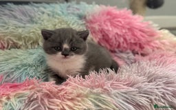 British Shorthair cats for sale: Beautiful gccf British short hair kittens  - Image 20