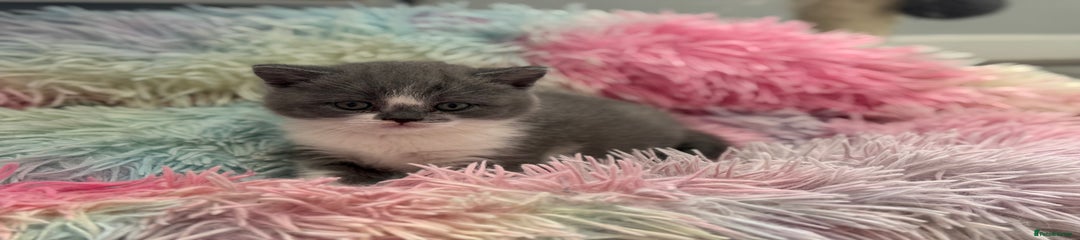 British Shorthair Kitten 4