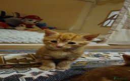 British Shorthair cats for sale: Kittens for loving home!  - Image 3