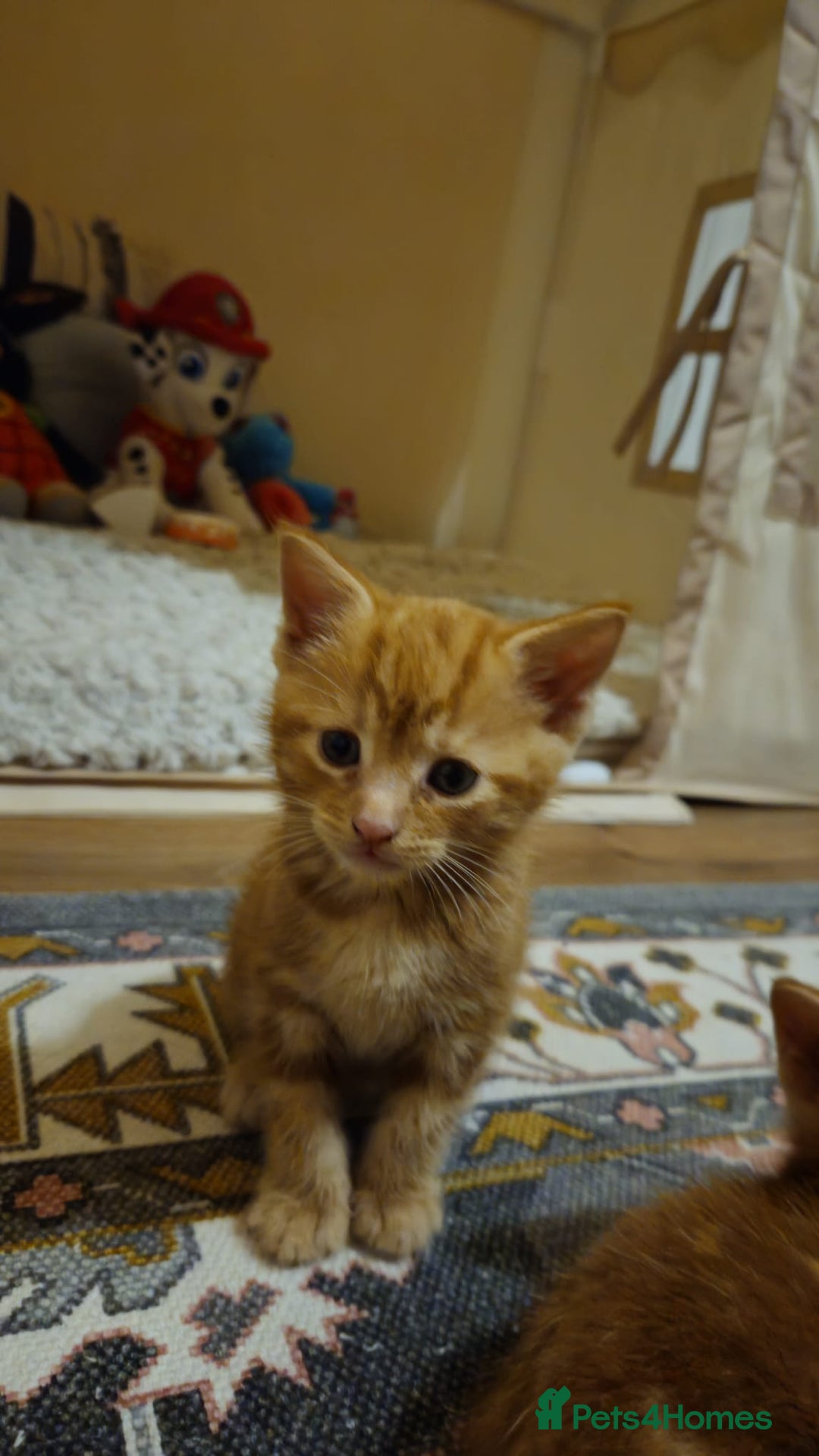 British Shorthair cats for sale: Kittens for loving home!  - Image 3