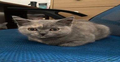 Scottish Fold cats - Advert 1