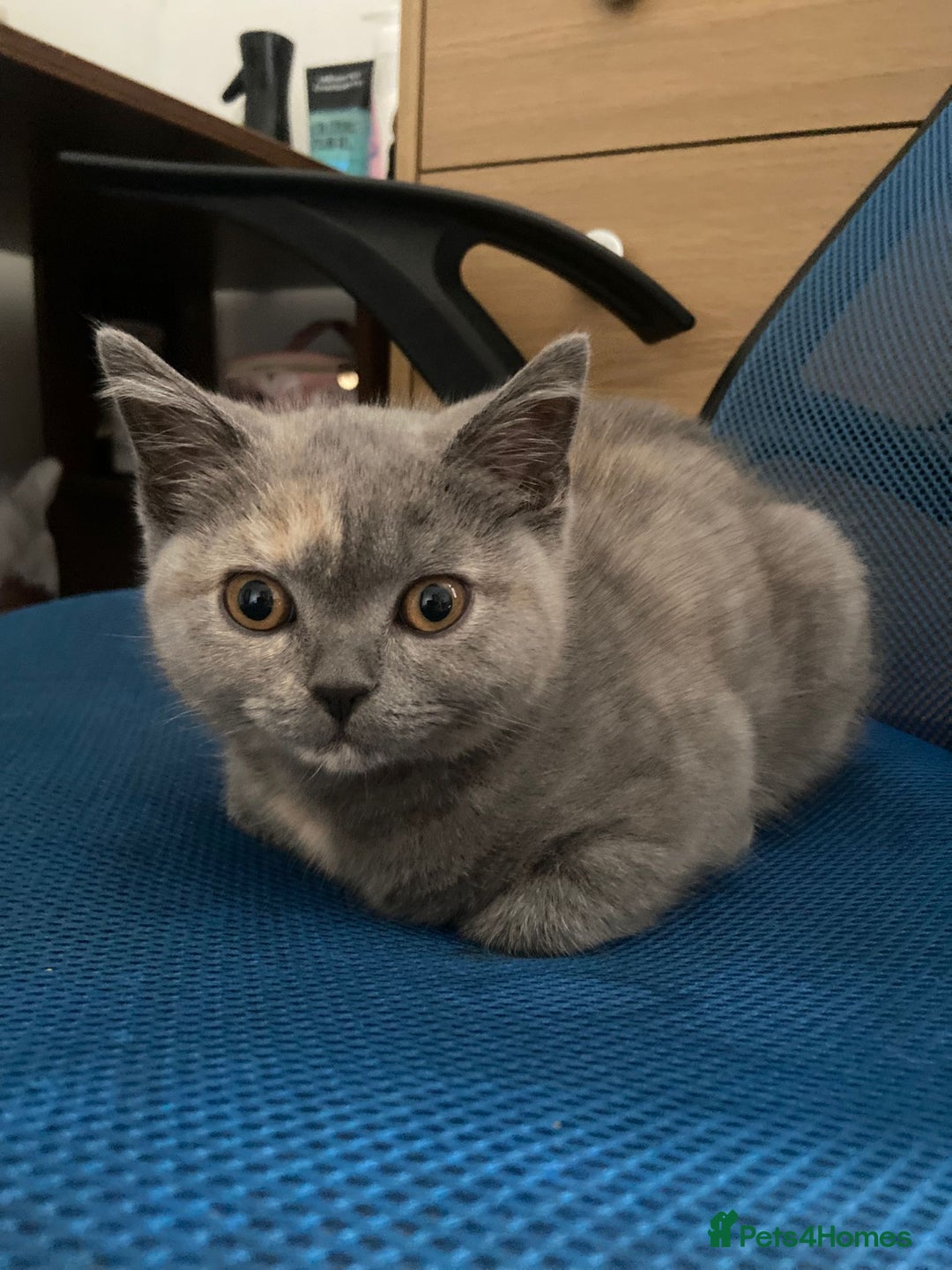 Scottish Fold cats for sale: Last kitten left! Straight ears 😍 - Image 2