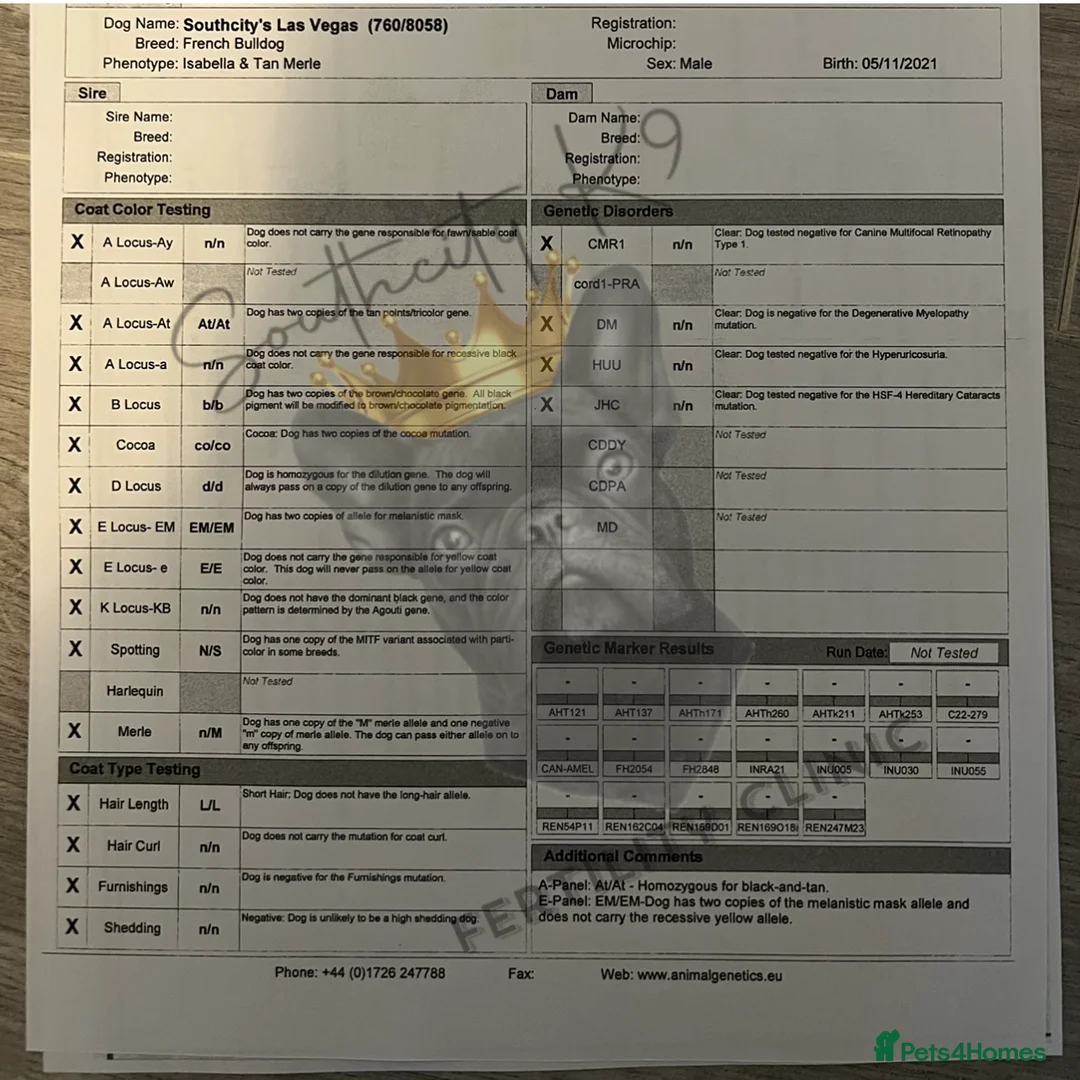 French Bulldog dogs for stud: VEGAS- new shade Isabella & tan Merle  in Southampton - Advert 22