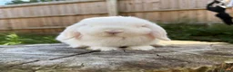 Mini Lop rabbits for sale: Mini lops available  in Ferndown - Advert 8