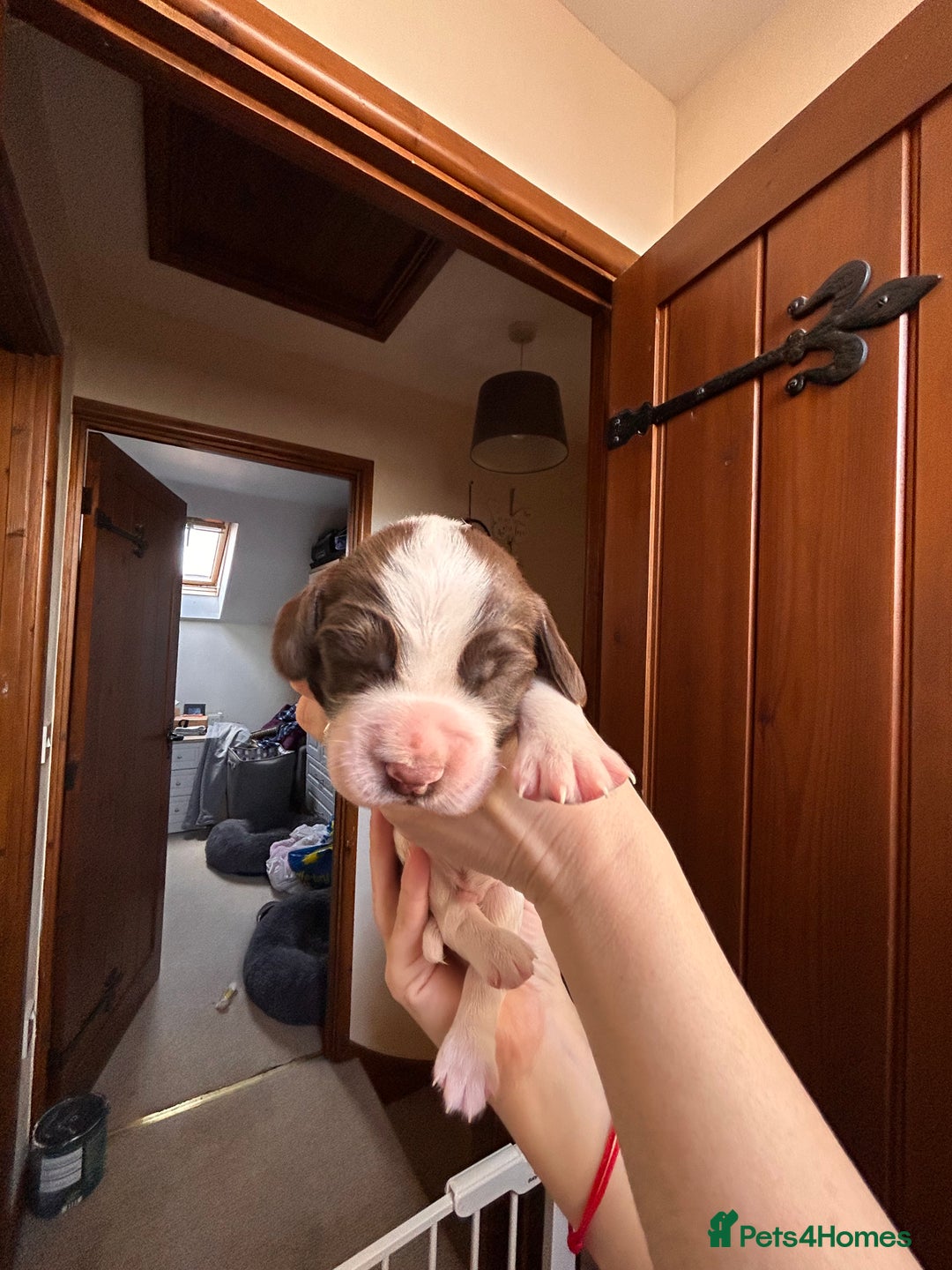 English Springer Spaniel dogs for sale: English springer spaniel puppies  - Advert 7