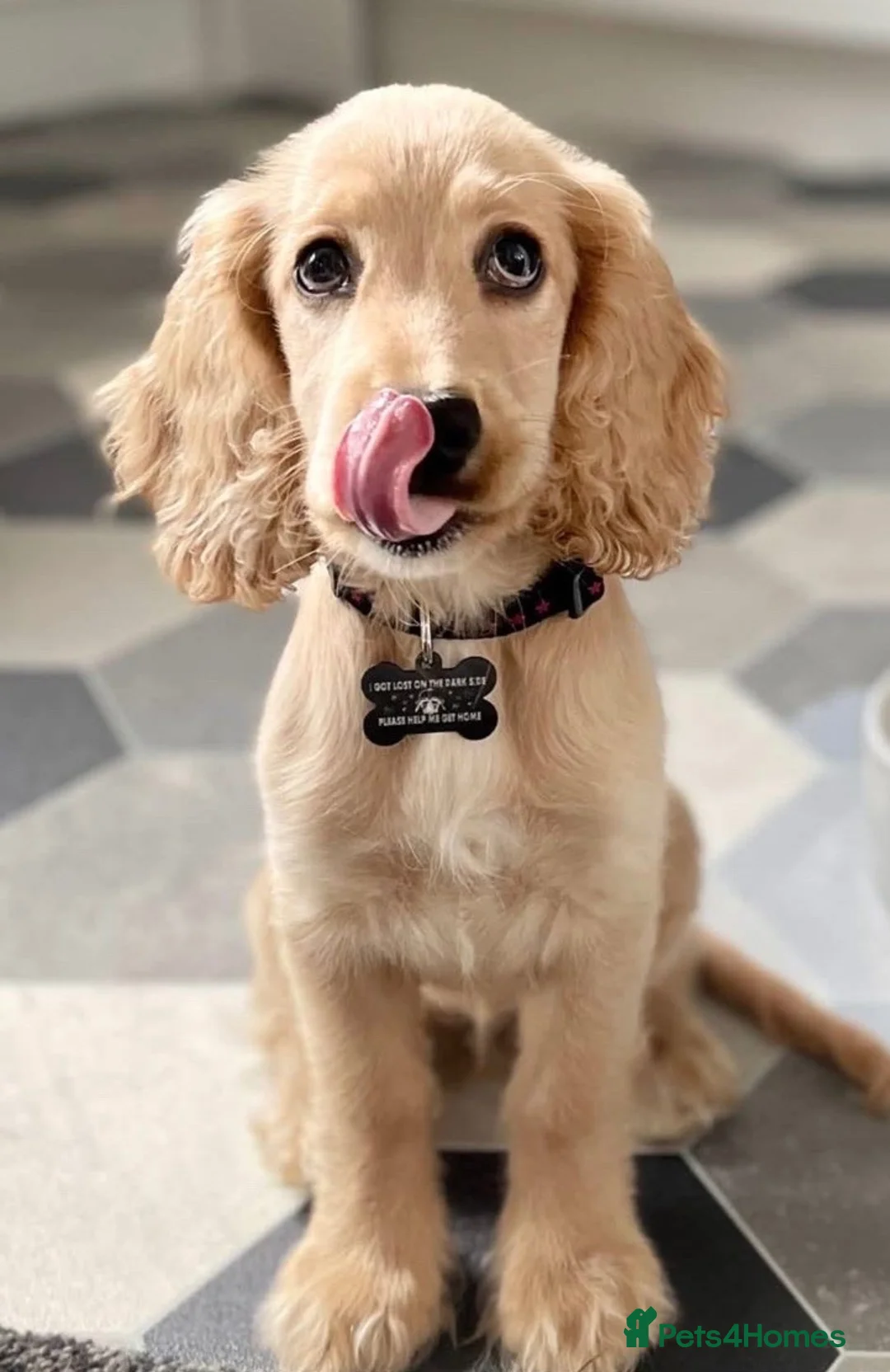 Cocker Spaniel dogs for sale: Beautiful Cocker Spaniel Puppies - Advert 1