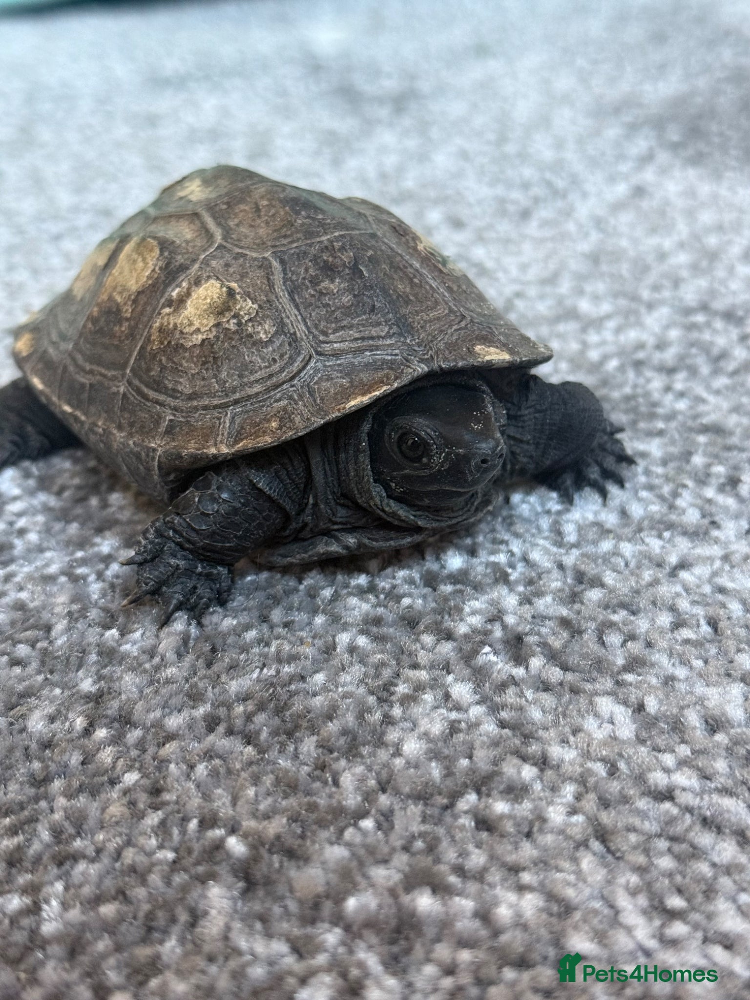Turtle reptiles for sale: Japanese Pond Turtle - Advert 1