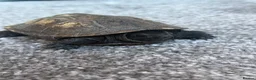 Turtle reptiles for sale: Japanese Pond Turtle in London - Advert 1