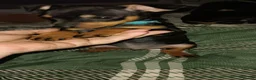 Miniature Pinscher dogs for sale: Pure breed Miniature Pinschers for sale  - Advert 5