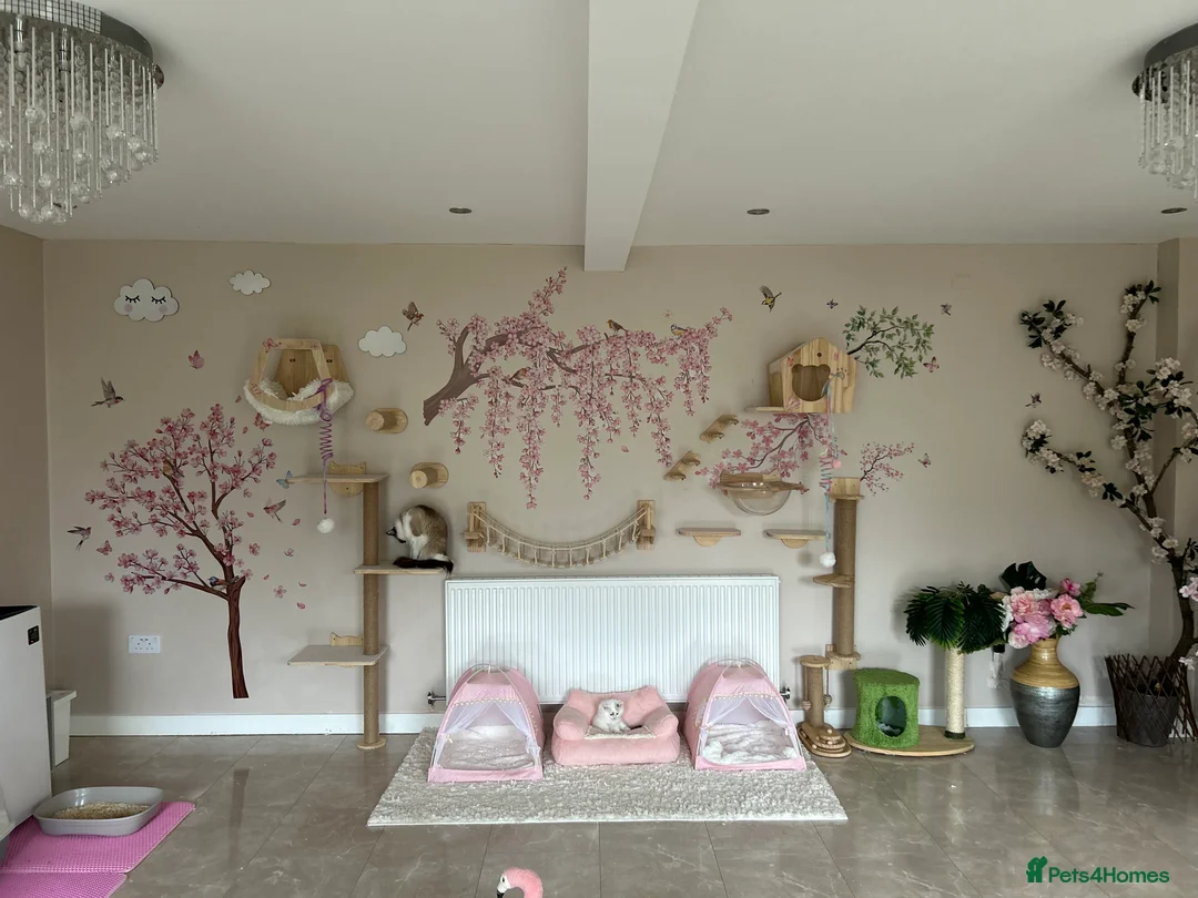 Ragdoll cats for sale: Gorgeous rare Van Ragdoll boy - Advert 21