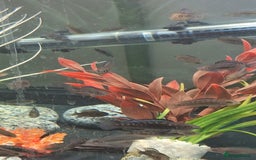 Cichlids fish for sale: Hybrid juvenile malawi cichlids  in Rushden - Image 2