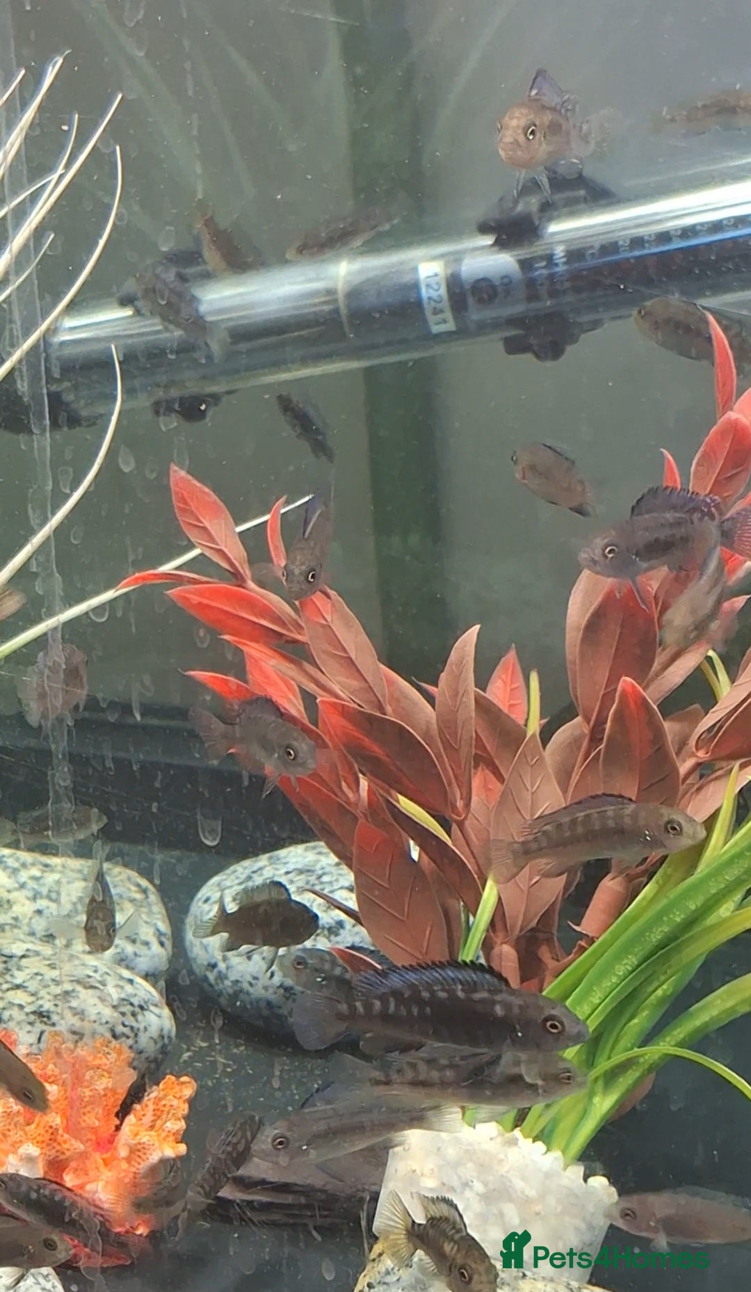 Cichlids fish for sale: Hybrid juvenile malawi cichlids  in Rushden - Image 2