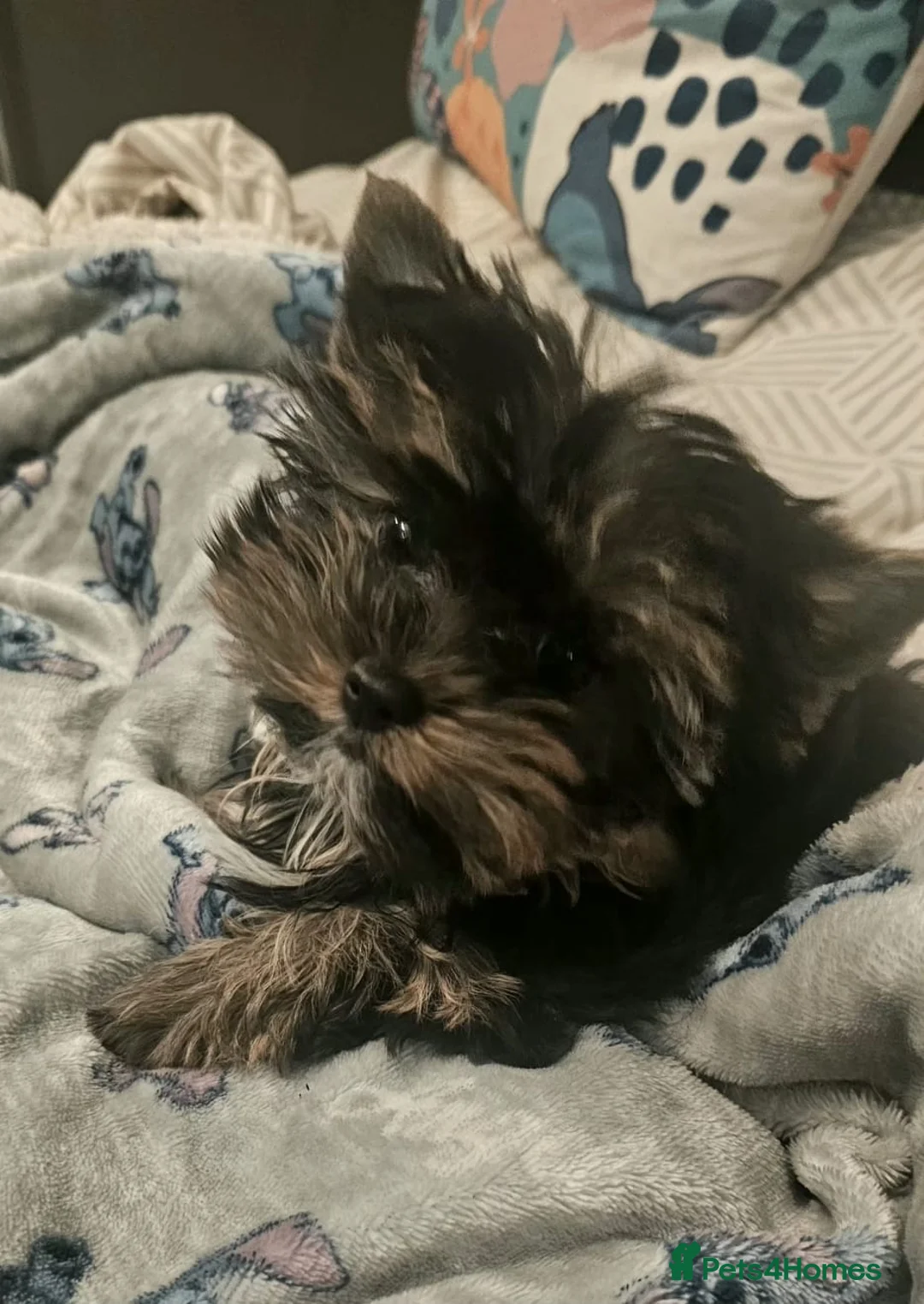 Yorkshire Terrier dogs for sale: Beautiful little Girl 💕Tiny Yorkshire Terrier  - Advert 6