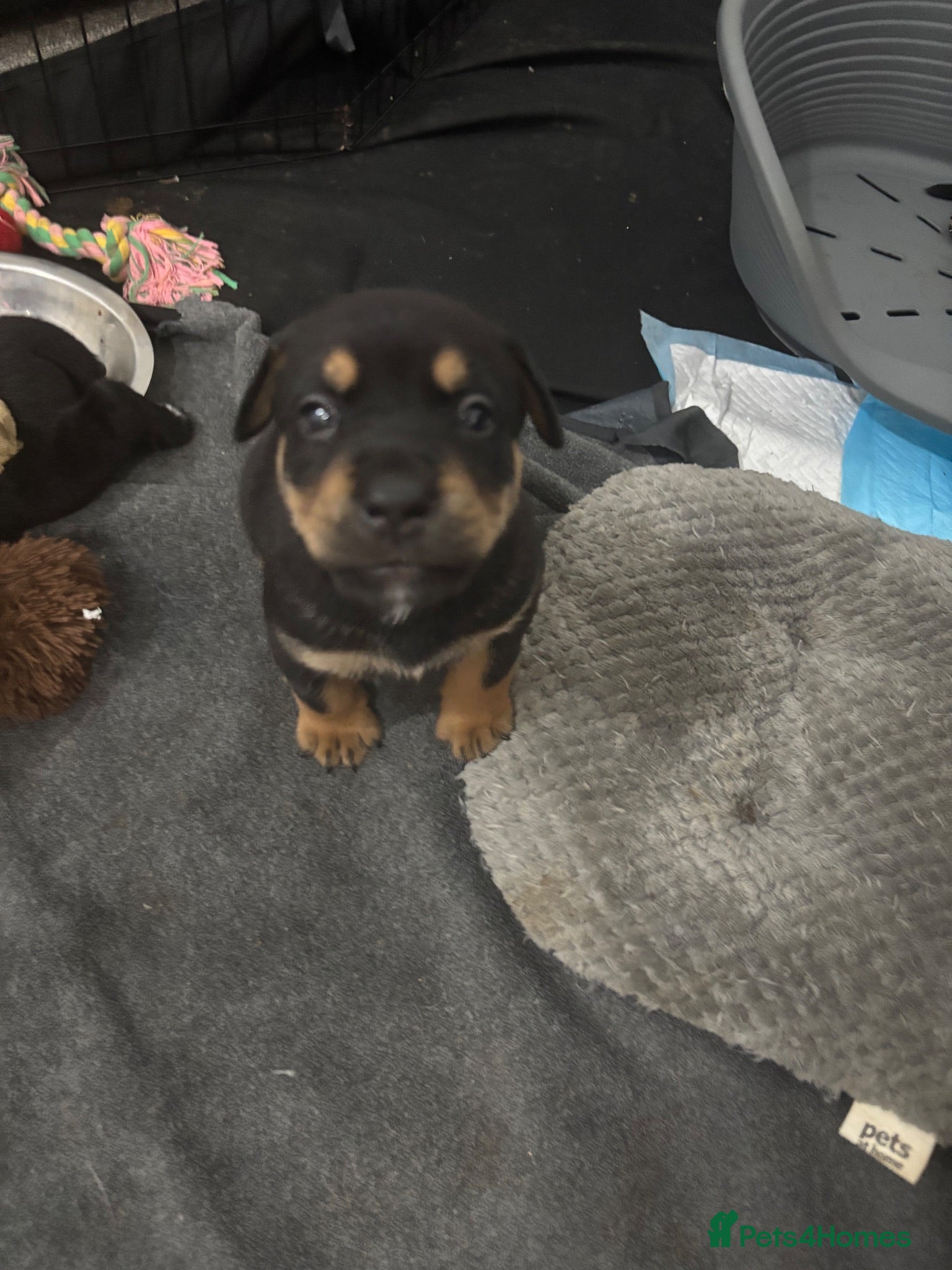 Mixed Breed dogs 6 gorgeous old tyme bulldog x GSD - Advert 1