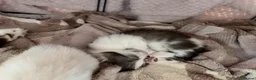 Ragdoll cats for sale: (1 left) Ragdoll mix breed  - Advert 13