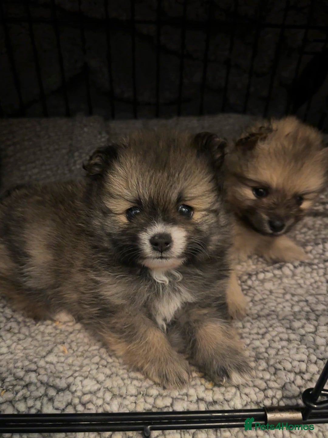 Pomeranian dogs for sale: Pomeranian puppy’s for sale - Advert 11