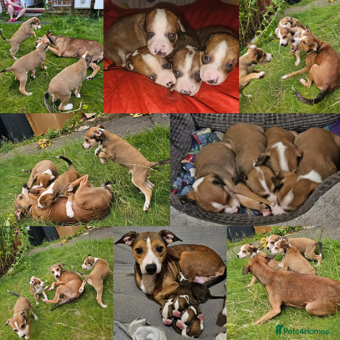 Mixed Breed dogs for sale: Mixed Puppies Looking for Their Forever Homes! - Advert 7